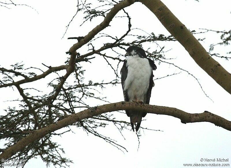 Augur Buzzard