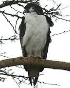 Augur Buzzard