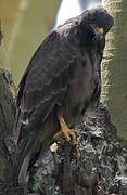 Augur Buzzard