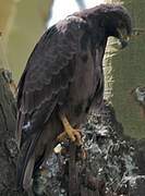 Augur Buzzard