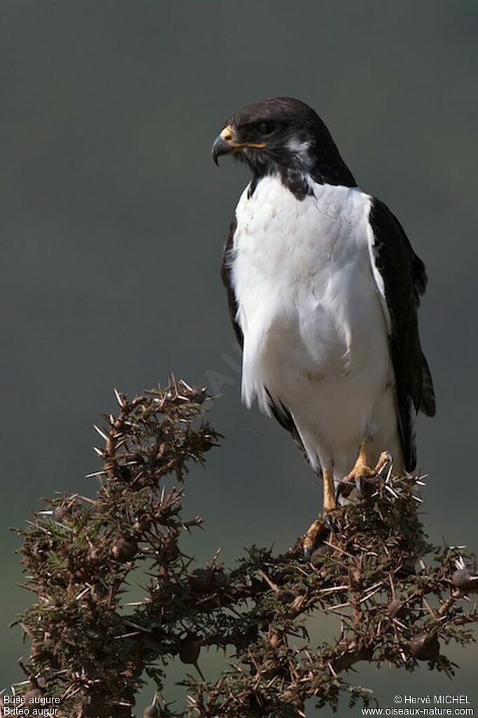 Augur Buzzard