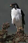 Augur Buzzard