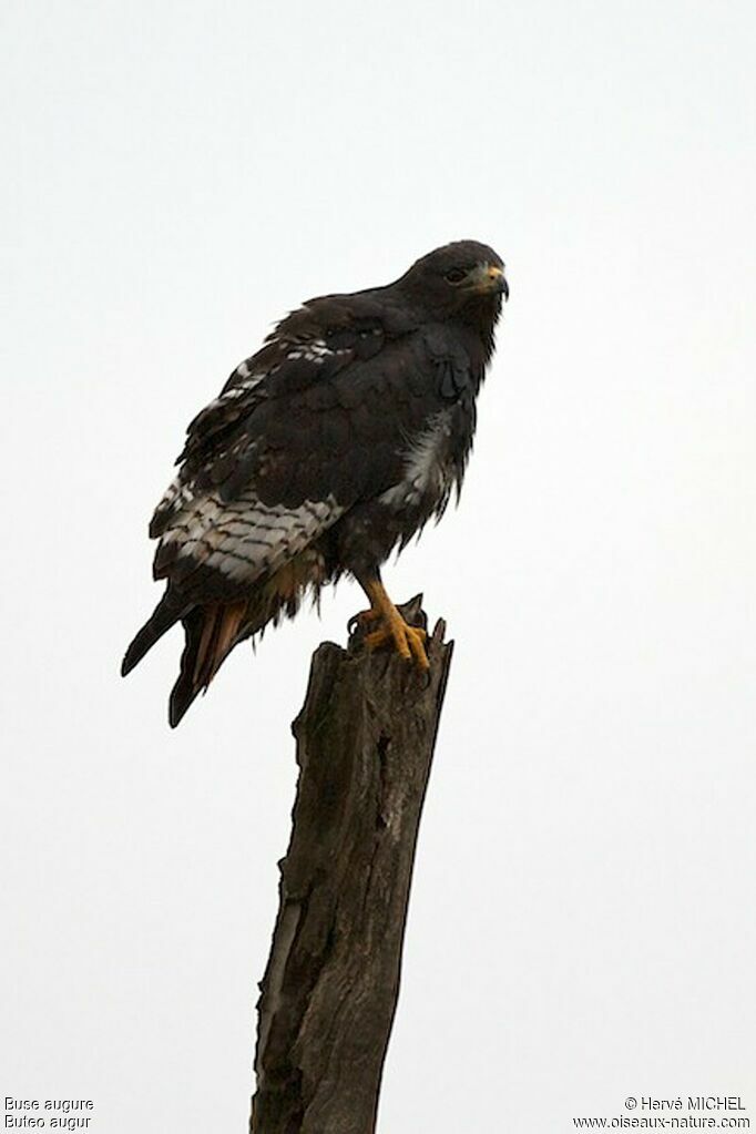 Augur Buzzard