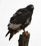 Augur Buzzard