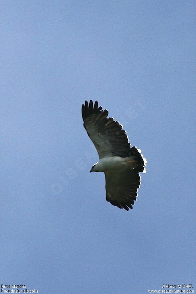 White Hawkadult, Flight