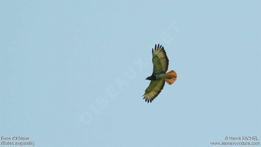 Red-necked Buzzard