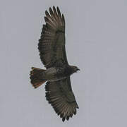 Red-necked Buzzard