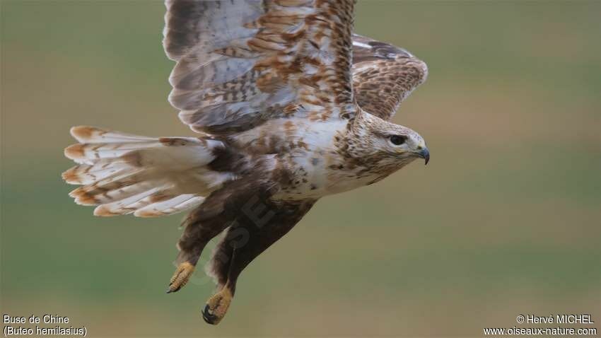 Upland Buzzard