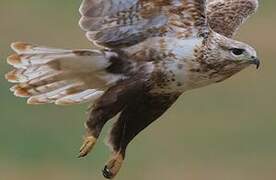 Upland Buzzard