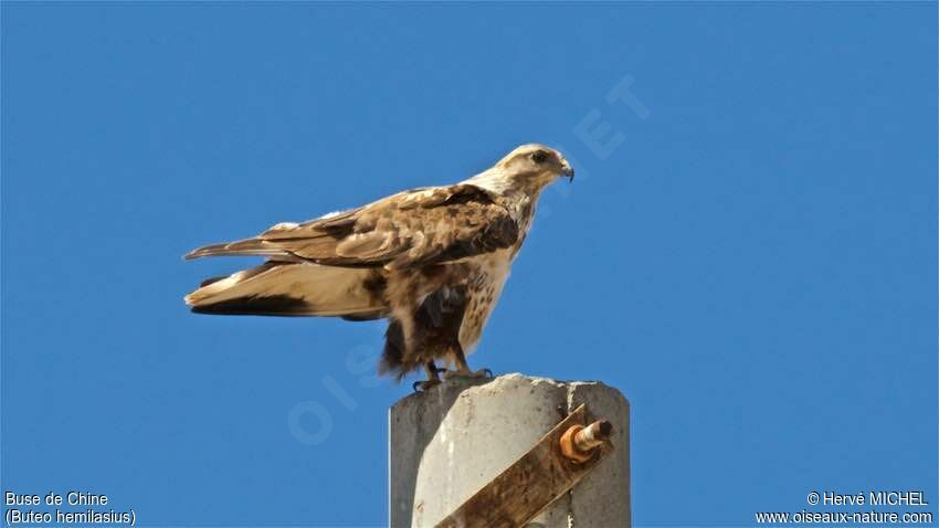 Upland Buzzard