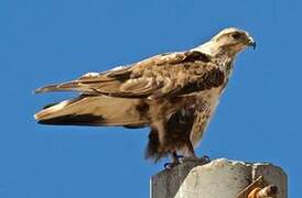 Upland Buzzard