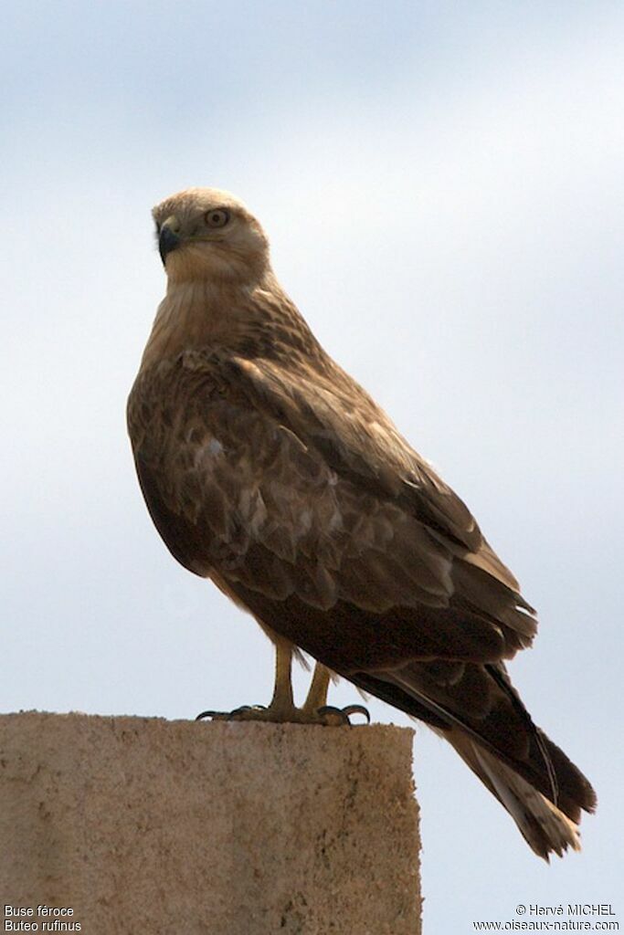 Buse féroce, identification