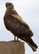 Long-legged Buzzard