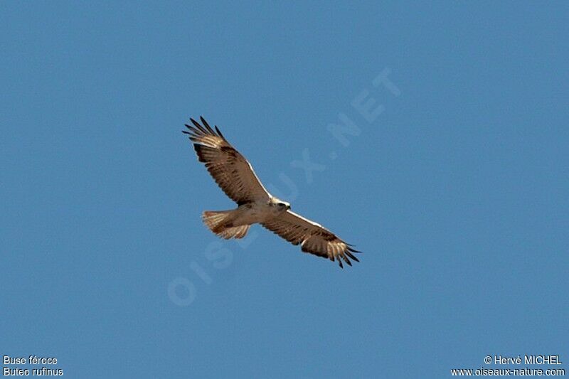 Long-legged Buzzard, Flight