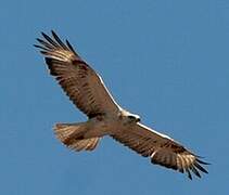 Long-legged Buzzard