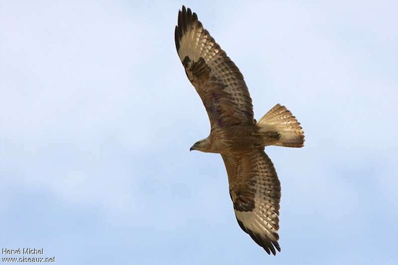 Long-legged Buzzardimmature, Flight