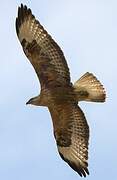 Long-legged Buzzard