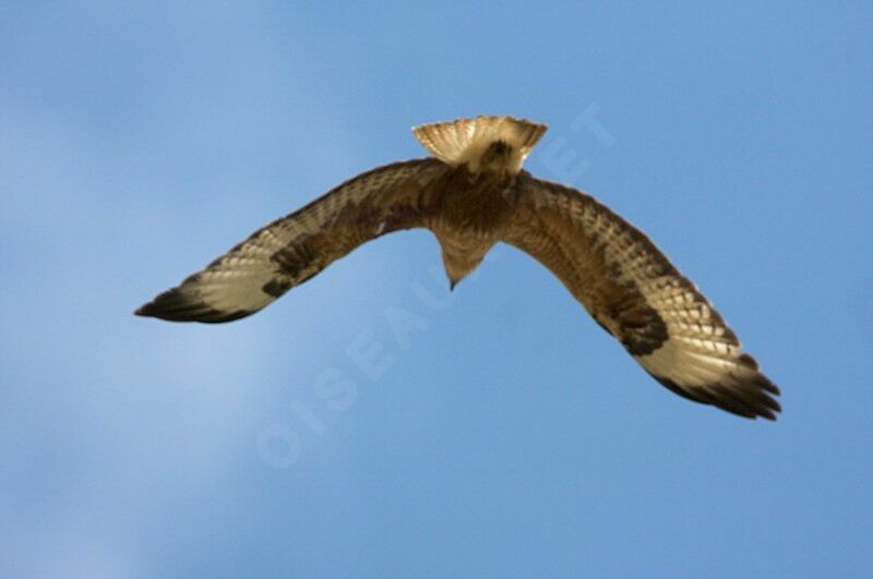 Long-legged Buzzard