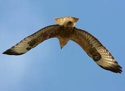 Long-legged Buzzard