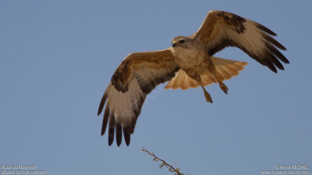 Long-legged Buzzard