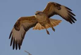 Long-legged Buzzard