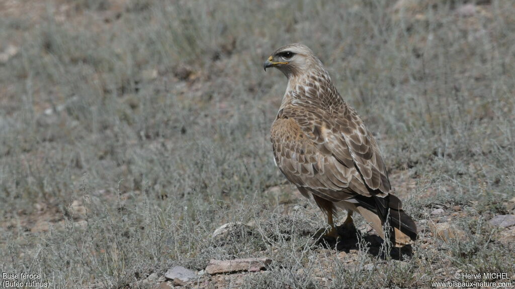 Long-legged Buzzard