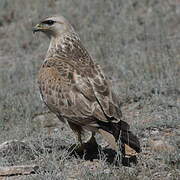 Long-legged Buzzard