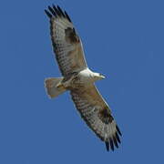 Long-legged Buzzard