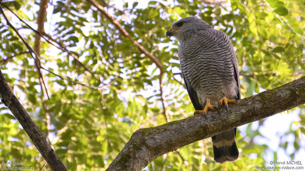 Grey Hawkadult