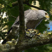 Grey Hawk