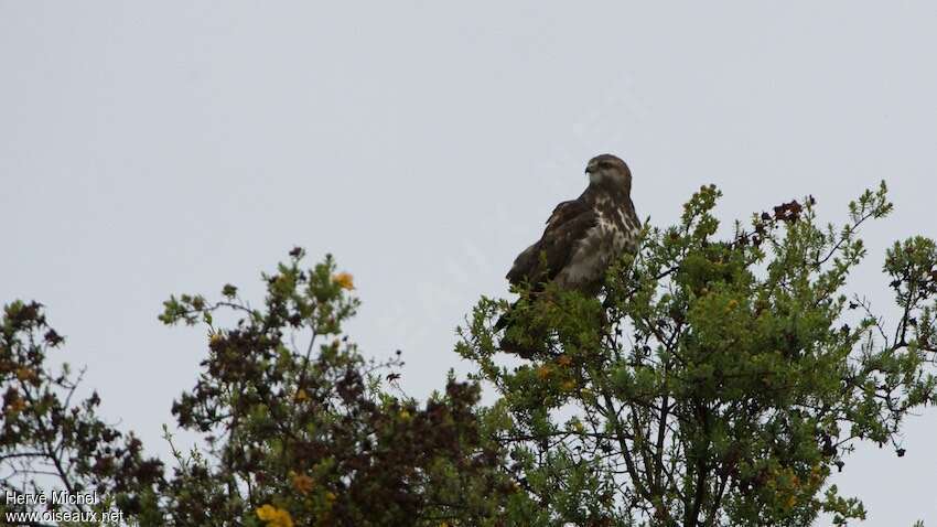 Mountain Buzzardadult, identification