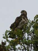 Mountain Buzzard