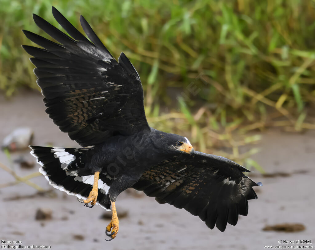 Common Black Hawk