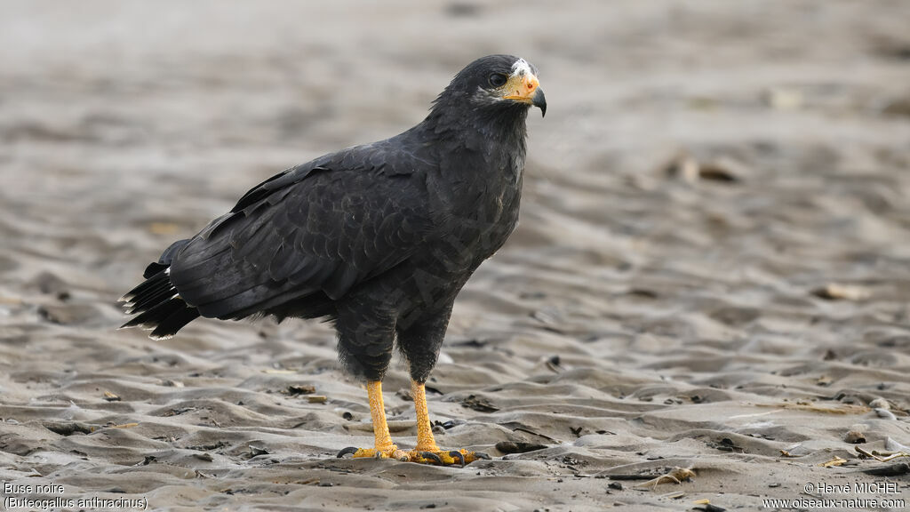 Common Black Hawk