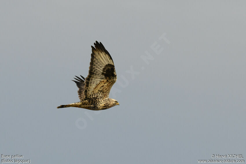 Rough-legged Buzzard male adult