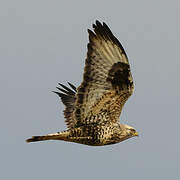 Rough-legged Buzzard