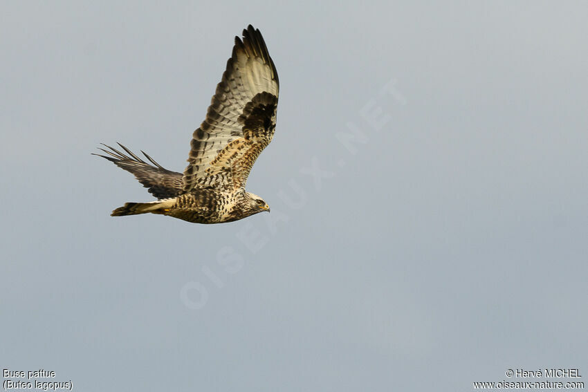 Rough-legged Buzzard male adult