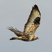 Rough-legged Buzzard