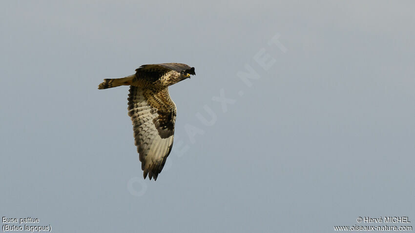 Rough-legged Buzzard male adult