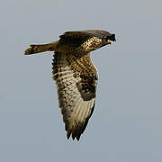 Rough-legged Buzzard