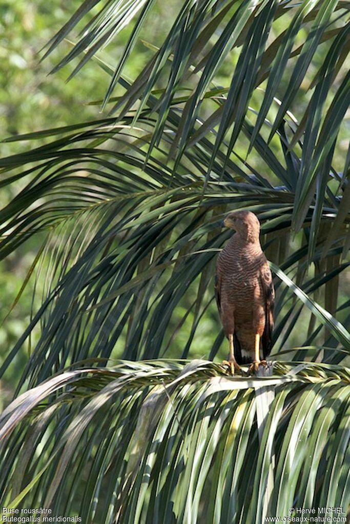 Buse roussâtreadulte, identification