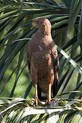 Savanna Hawk