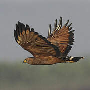 Savanna Hawk