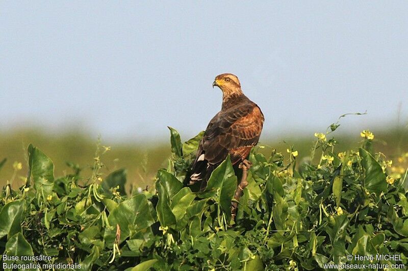 Savanna Hawk, identification