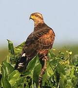 Savanna Hawk