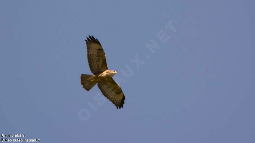 Common Buzzard