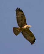 Common Buzzard