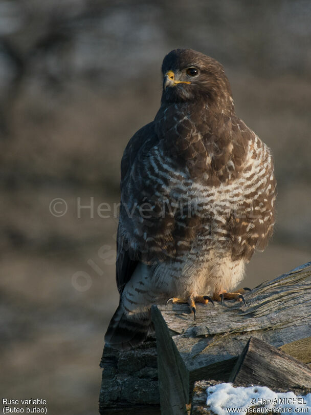 Buse variable