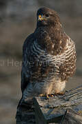 Common Buzzard