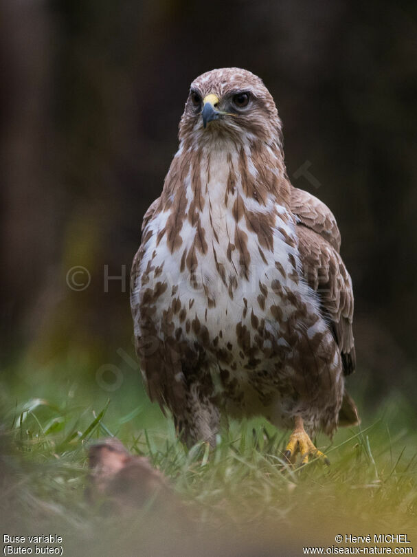 Common Buzzard